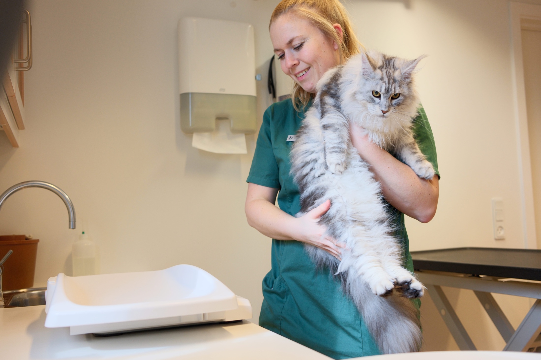 En kat bliver holdt trygt af en dyrlæge på Bistrup Dyreklinik