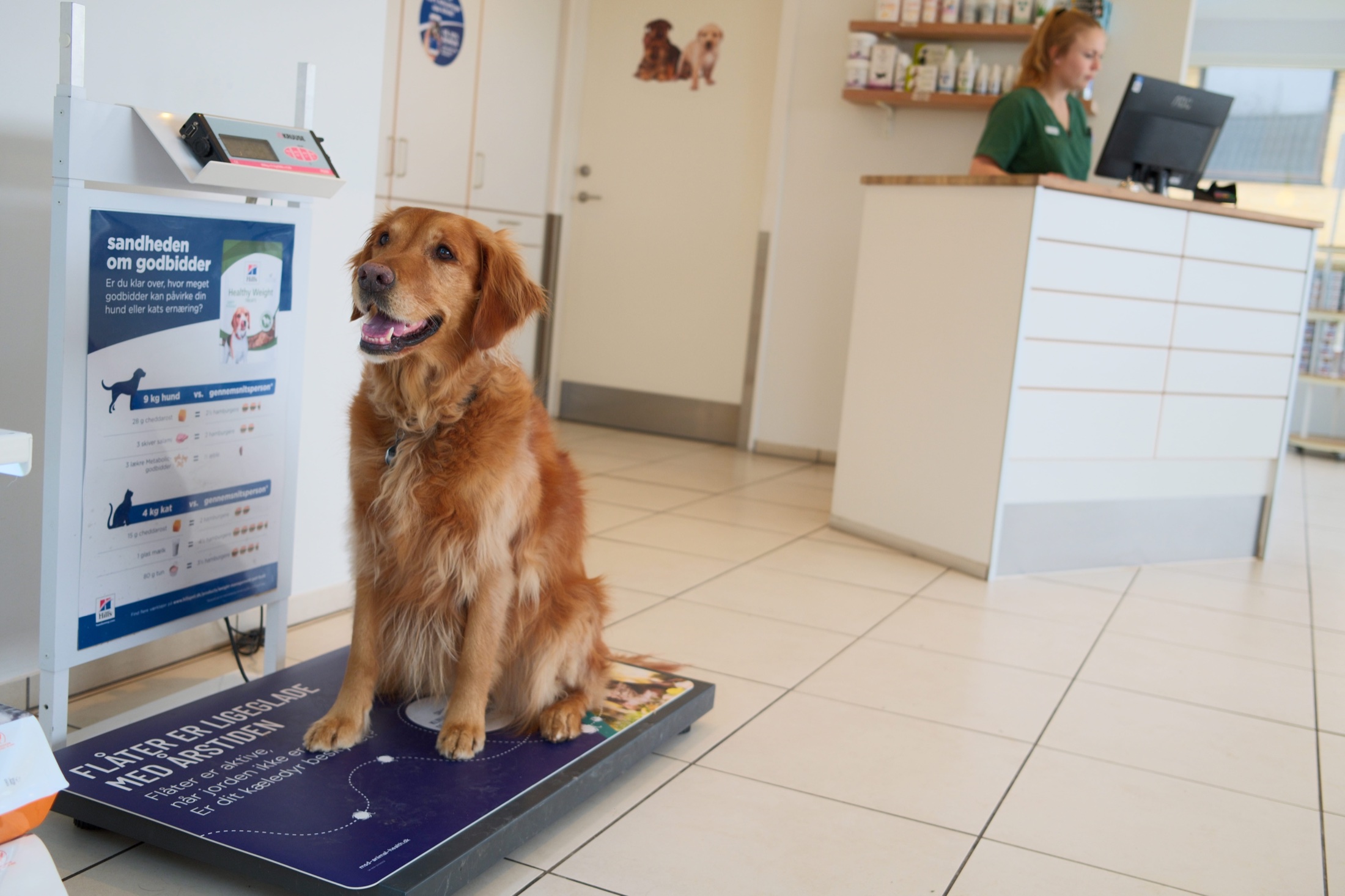 En hund bliver undersøgt på Bistrup Dyreklinik